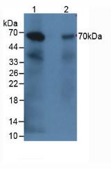 Western Blot; Sample: Lane1: Rabbit Kidney Tissue; Lane2: Rabbit Heart Tissue.