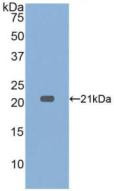 Western Blot; Sample: Recombinant TNFa, Rabbit.