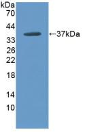 Western Blot; Sample: Recombinant ARG, Rabbit.