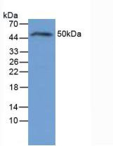 Western Blot; Sample: Rat Liver Tissue.