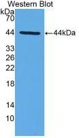 Western Blot; Sample: Recombinant IFNa, Porcine.