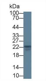 Western Blot; Sample: Bovine Thymus lysate; Primary Ab: 3µg/ml Mouse Anti-Bovine IL18 Antibody Second Ab: 0.2µg/mL HRP-Linked Caprine Anti-Mouse IgG Polyclonal Antibody