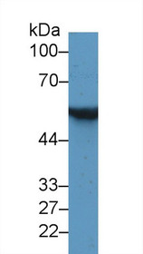 Western Blot; Sample: Rat Cerebrum lysate; Primary Ab: 2µg/ml Mouse Anti-Rat GFAP Antibody Second Ab: 0.2µg/mL HRP-Linked Caprine Anti-Mouse IgG Polyclonal Antibody
