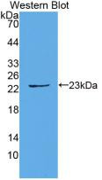 Western Blot; Sample: Recombinant IL1a, Equine.
