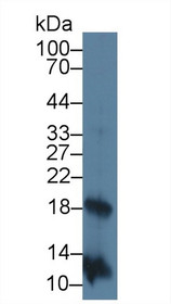 Western Blot; Sample: Rat Stomach lysate; Primary Ab: 3µg/ml Mouse Anti-Human IL2 Antibody Second Ab: 0.2µg/mL HRP-Linked Caprine Anti-Mouse IgG Polyclonal Antibody
