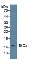 Western Blot; Sample: Porcine Spleen Tissue.
