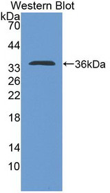 Western Blot; Sample: Recombinant protein.