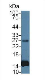 Western Blot; Sample: Human Leukocyte lysate; Primary Ab: 1400 Mouse Anti-Simian IL6 Antibody Second Ab: 0.2µg/mL HRP-Linked Caprine Anti-Mouse IgG Polyclonal Antibody