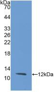 Western Blot; Sample: Recombinant IL8, Rabbit.