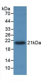 Western Blot; Sample: Recombinant TNFa, Porcine.