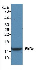 Western Blot; Sample: Recombinant VEGFC, Rat.