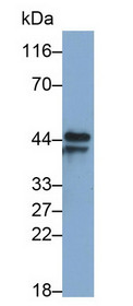 Western Blot; Sample: Recombinant protein.