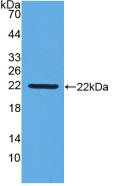 Western Blot; Sample: Recombinant IFNb, Gallus.