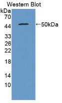 Western Blot; Sample: Recombinant IFNb, Porcine.