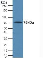Western Blot;Sample:Human Serum.