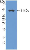 Western Blot; Sample: Recombinant TFR2, Human.