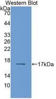 Western Blot;Sample: Recombinant RBP2, Human.