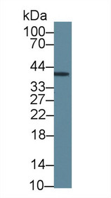 Western Blot; Sample: Rat Cerebrum lysate; Primary Ab: 5µg/ml Mouse Anti-Human INHA Antibody Second Ab: 0.2µg/mL HRP-Linked Caprine Anti-Mouse IgG Polyclonal Antibody