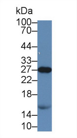 Western Blot; Sample: Rat Serum; Primary Ab: 900 Mouse Anti-Rat APOA1 Antibody Second Ab: 0.2µg/mL HRP-Linked Caprine Anti-Mouse IgG Polyclonal Antibody