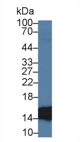 Western Blot; Sample: Porcine Small intestine lysate; Primary Ab: 2µg/ml Mouse Anti-Rat FABP2 Antibody Second Ab: 0.2µg/mL HRP-Linked Caprine Anti-Mouse IgG Polyclonal Antibody