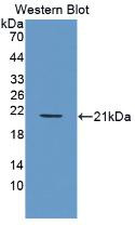 Western Blot;Sample: Recombinant PDGFBB, Human.