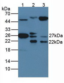 Western Blot Lane1: Human Lung Tissue Lane2: Porcine Muscle Tissue Lane3: Porcine Heart Tissue Primary Ab: 1µg/mL Rabbit Anti-Human HSP27 Ab Second Ab: 1:5000 Dilution of HRP-Linked Rabbit Anti-Mouse IgG Ab