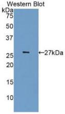 Western Blot;Sample: Recombinant CDK5, Human.