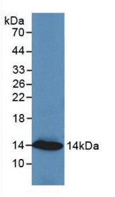Western Blot; Sample: Recombinant RETN, Human.