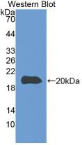 Western Blot ;Sample: Recombinant CASP8, Bovine.