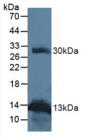 Western Blot; Sample: Human Leukocyte Cells.
