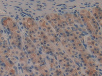DAB staining on IHC-P; Samples: Rat Stomach Tissue; Primary Ab: 20µg/ml Mouse Anti-Multi-species GIP Antibody Second Ab: 2µg/mL HRP-Linked Caprine Anti-Mouse IgG Polyclonal Antibody