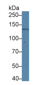 Western Blot; Sample: Human 293T cell lysate; Primary Ab: 1µg/ml Mouse Anti-Human NPHN Antibody Second Ab: 0.2µg/mL HRP-Linked Caprine Anti-Mouse IgG Polyclonal Antibody