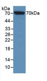 Western Blot; Sample: Recombinant HSPA1L, Rat.