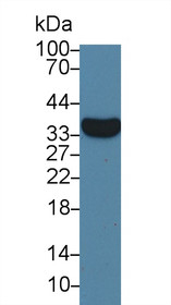 Western Blot; Sample: Rat Liver lysate; Primary Ab: 1µg/ml Mouse Anti-Rat ARG Antibody Second Ab: 0.2µg/mL HRP-Linked Caprine Anti-Mouse IgG Polyclonal Antibody