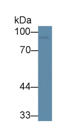 Western Blot; Sample: Human U87MG cell lysate; Primary Ab: 3µg/ml Mouse Anti-Human VGF Antibody Second Ab: 0.2µg/mL HRP-Linked Caprine Anti-Mouse IgG Polyclonal Antibody