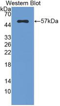 Western Blot;Sample: Recombinant FGb, Rat.