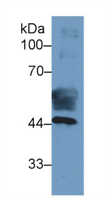 Western Blot; Sample: Human Placenta lysate; Primary Ab: 2µg/ml Mouse Anti-Human KRT19 Antibody Second Ab: 0.2µg/mL HRP-Linked Caprine Anti-Mouse IgG Polyclonal Antibody
