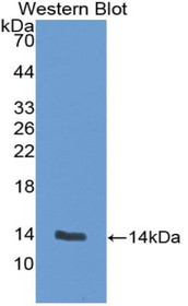 Western Blot; Sample: Recombinant protein.