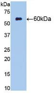 Western Blot; Sample: Recombinant NT5E, Rat.