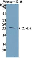 Western Blot;Sample: Recombinant GKRP, Rat.