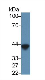 Western Blot; Sample: Human OVA样0.6u cell lysate; Primary Ab: 2µg/ml Mouse Anti-General OVA Antibody Second Ab: 0.2µg/mL HRP-Linked Caprine Anti-Mouse IgG Polyclonal Antibody