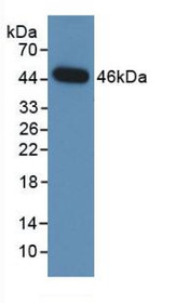 Western Blot; Sample: Recombinant NEU, Human.