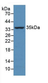 Western Blot; Sample: Recombinant CASP4, Bovine.