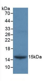 Western Blot; Sample: Recombinant INHbB, Gallus.