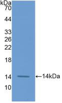 Western Blot; Sample: Recombinant F7, Human.