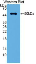 Western Blot; Sample: Recombinant LRG1, Rat.
