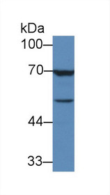 Western Blot; Sample: Human MCF7 cell lysate; Primary Ab: 3µg/ml Mouse Anti-Human TGFb3 Antibody Second Ab: 0.2µg/mL HRP-Linked Caprine Anti-Mouse IgG Polyclonal Antibody