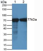 Western Blot; Sample: Lane1: Porcine Kidney Tissue; Lane2: Porcine Brain Tissue.