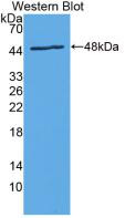 Western Blot; Sample: Recombinant IL24, Rat.