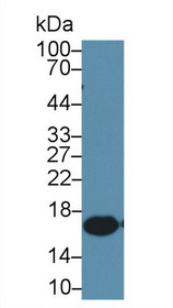 Western Blot; Sample: Rat Spleen lysate; Primary Ab: 3µg/ml Mouse Anti-Rat AIF1 Antibody Second Ab: 0.2µg/mL HRP-Linked Caprine Anti-Mouse IgG Polyclonal Antibody